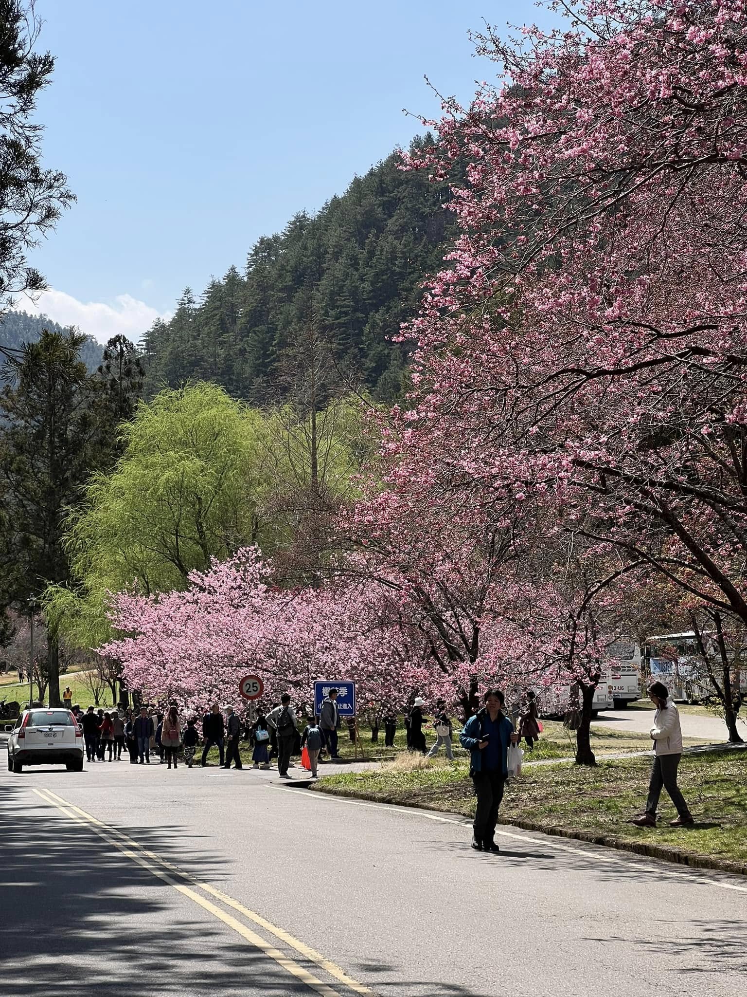 武陵農場賞櫻